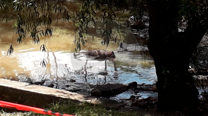 Hallan un muerto en el río a la altura de Camelinas y Solidaridad
