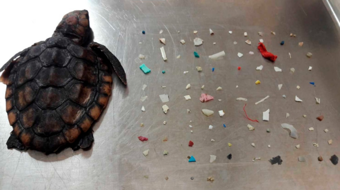 Hallan tortuga bebé muerta, llena de plástico