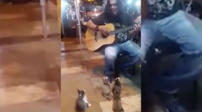 VIDEO: Artista callejero es ignorado por todos, excepto por 4 gatitos y se vuelve viral