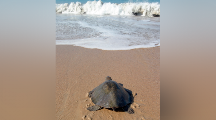 Protección de las tortugas marinas en México