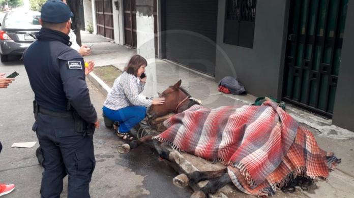 Yegua “La Jenny” se desvanece en la av. Solidaridad; vecinos acusan a dueños de maltrato