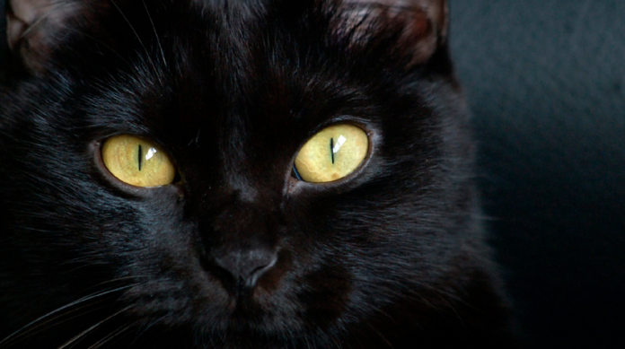 Gatos negros corren mayor riesgo en temporada de Halloween 