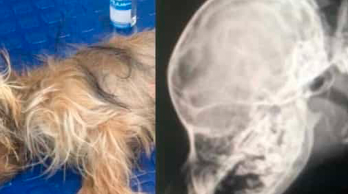¡No son juguetes! Niña deja caer a perrito de la cama y muere