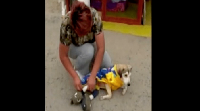 ¡Ni los animales se salvan! Roban silla de ruedas a perrito con discapacidad