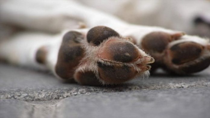 Perro es arrojado desde un quinto piso