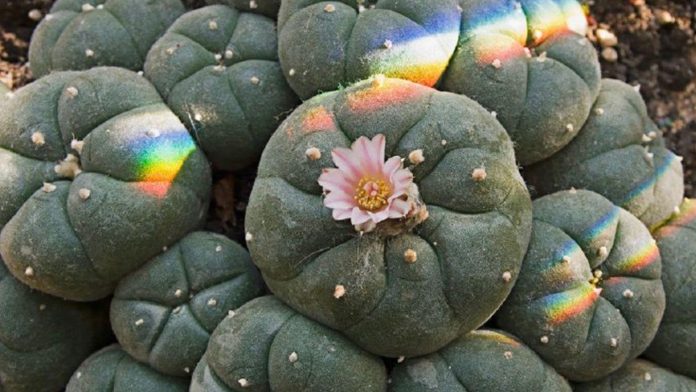 Peyote y hongos alucinógenos podrían ser legales en ceremonias religiosas