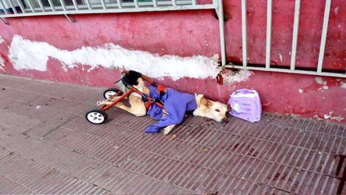 Abandonan a perrita desnutrida y en silla de ruedas