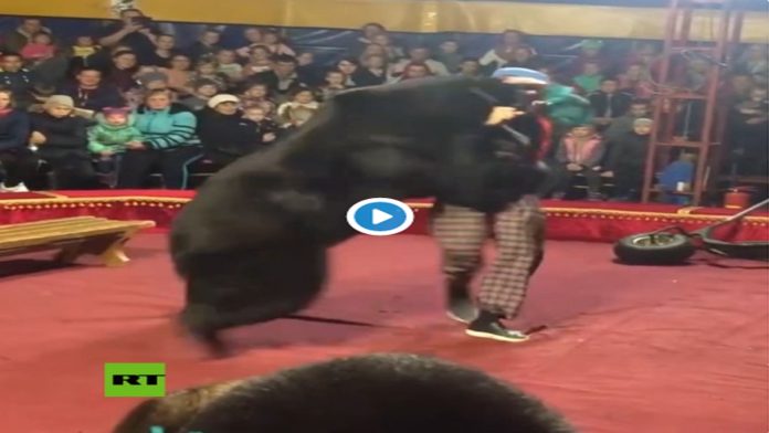 Video: Oso ataca a su domador en circo ruso