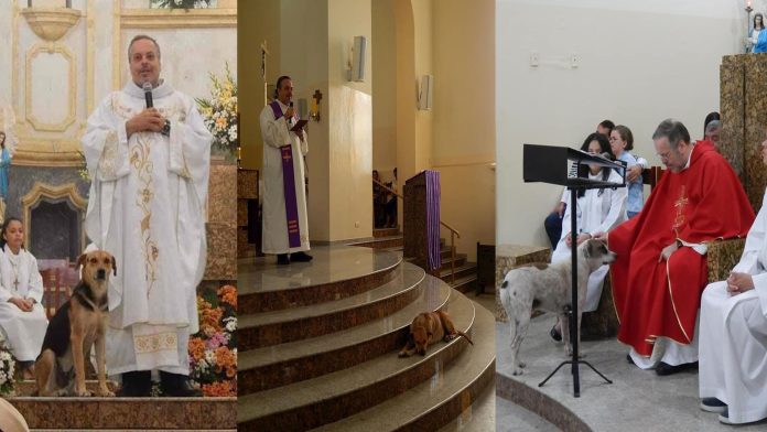 Viral: Sacerdote lleva a lomitos callejeros a misa para que los adopten