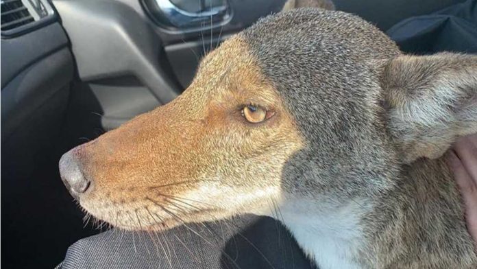 Fallece “Poncho”, el coyote que confundieron con un perro