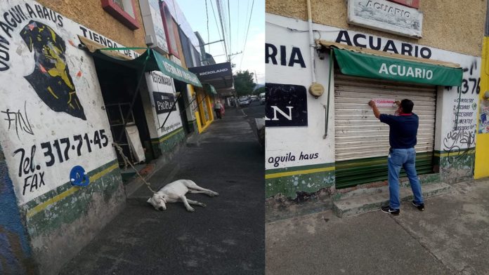 Clausuran veterinaria de Morelia acusada de maltrato animal