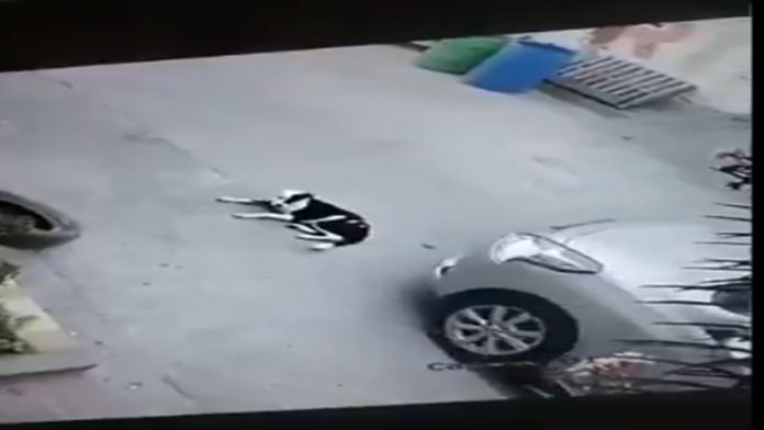 Acusan a conductor de Uber de atropellar intencionalmente a un perrito