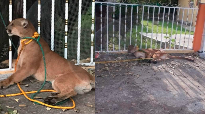 Capturan a un puma y lo amarran en plaza pública de San Miguel, Puruándiro