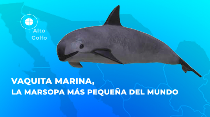 Vaquita marina, la marsopa más pequeña del mundo