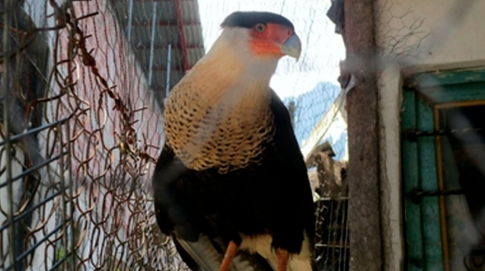 Recuperan dos aves rapaces en domicilio particular