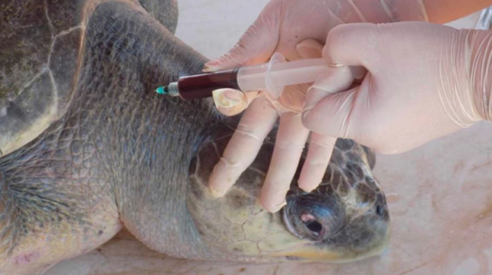 Encuentran tortugas con tumores generados por la contaminación del agua