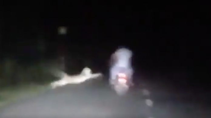VIDEO: Motociclista se salva del ataque de un leopardo