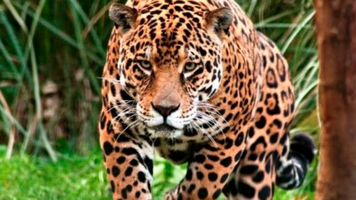 Más de 2 mil jaguares en peligro por Tren Maya