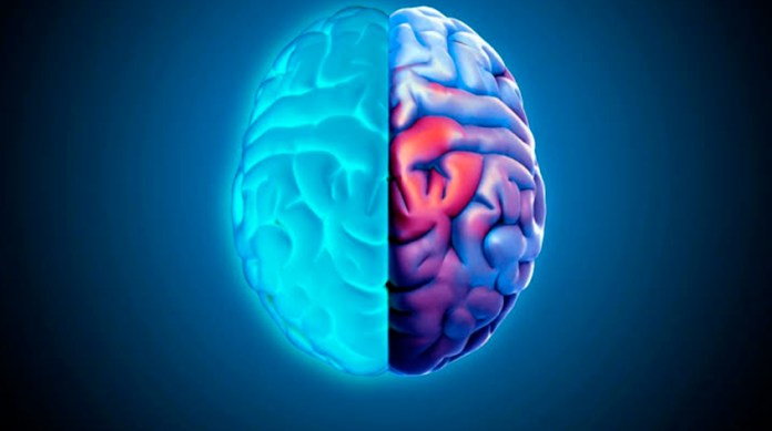 Descubren circuito cerebral que controla consumo de alcohol