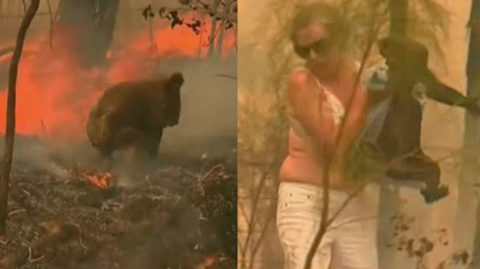 Muere koala que había sido rescatado de incendios en Australia; no pudo recuperarse de las quemaduras