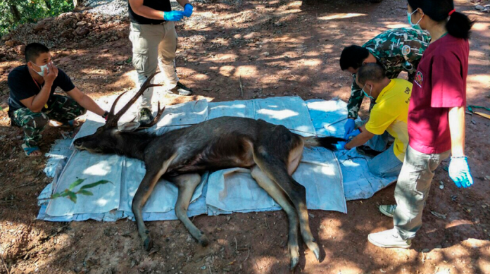 Localizan ciervo muerto con 7 kilos de plástico en su estómago