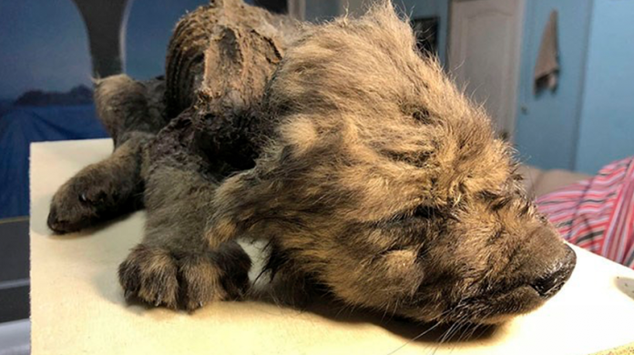 Encuentran cachorro de 18 mil años de antigüedad