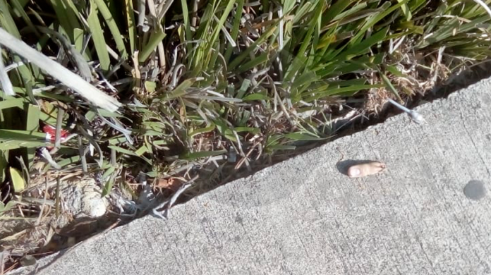 Localizan un dedo humano en estacionamiento de plaza Altozano