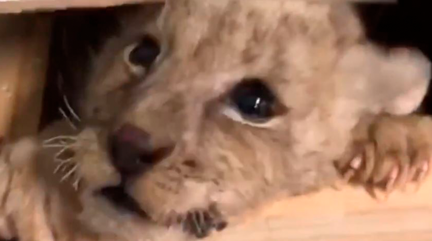 Rescatan a cachorro de león que iba empaquetado hacia Tijuana Rescatan a cachorro de león que iba empaquetado hacia Tijuana