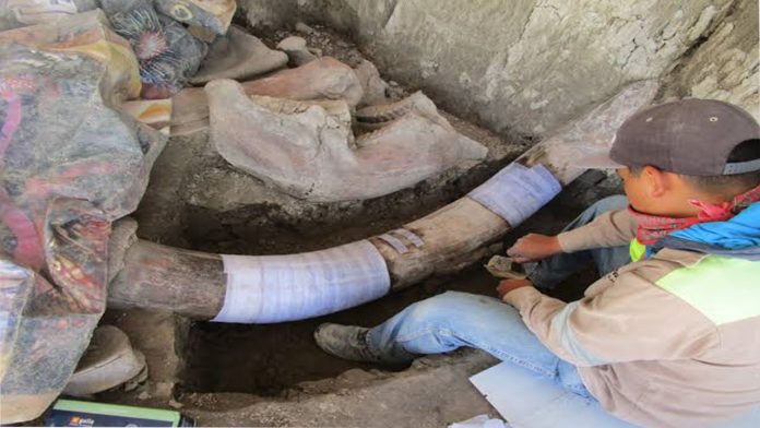 Hallan trampas para mamuts en Tultepec, por primera vez en el mundo