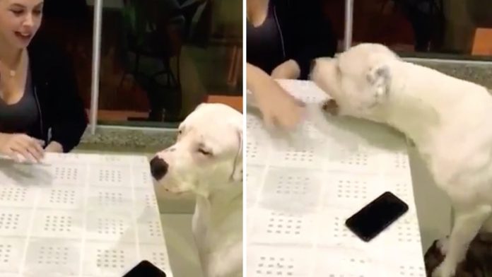 Video Vial: Perrito cuida el celular de su dueño para que su novia no lo revise