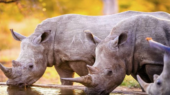 Parque nacional autoriza matar cazadores para proteger a rinocerontes