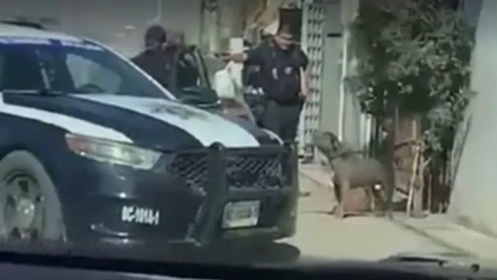 Video (+18): Graban a policía matando a sangre fría a un perrito; lo destituyen
