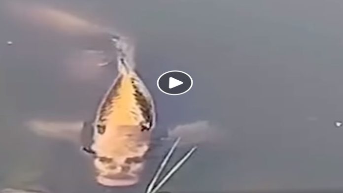 Video: Encuentran pez con cara de humano