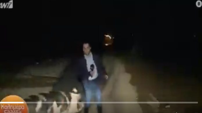 Video: Cerdo persigue y muerde a reportero durante transmisión en vivo