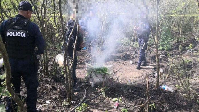 Localiza y destruye SSP 100 plantas de marihuana, en Zamora