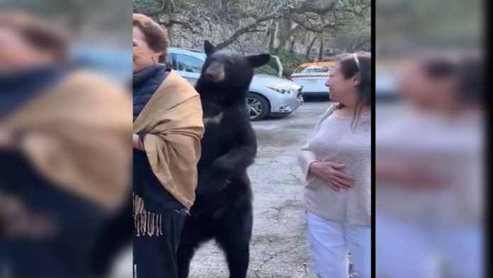 Video Viral: Oso acaricia a mujer en Nuevo León