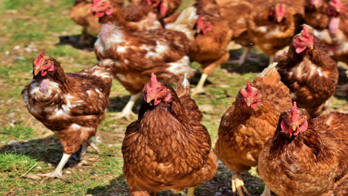 Hombre compra por error mil gallinas; les busca hogar