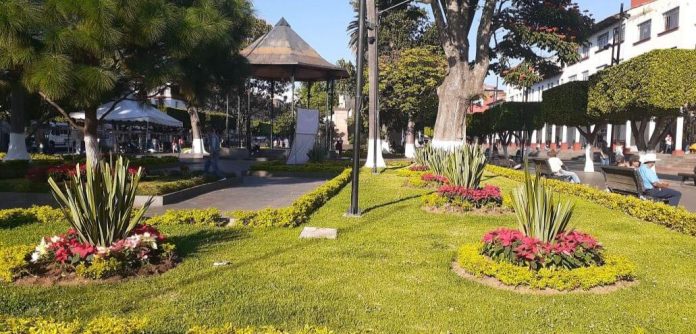 Inicia colocación de 6 mil plantas de Nochebuena y adornos navideños en Uruapan