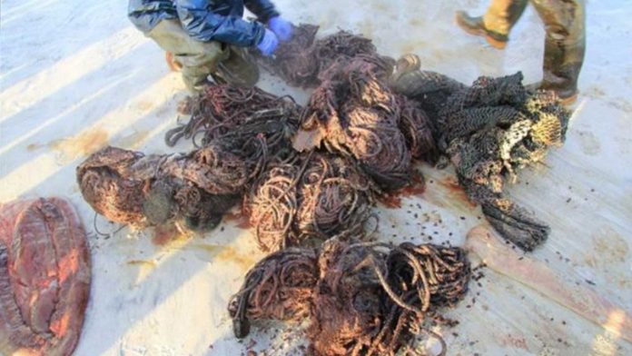 Ballena muere al ingerir 100 kilos de basura