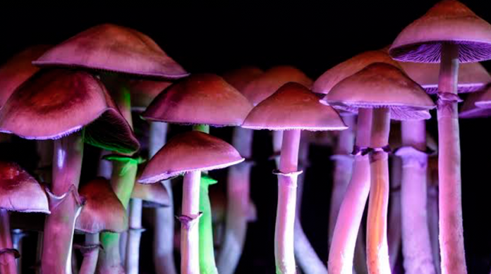Componente de los hongos alucinógenos podría convertirse en medicamento contra la depresión 