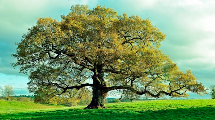 Genética podría ayudar a rescatar árboles del cambio climático