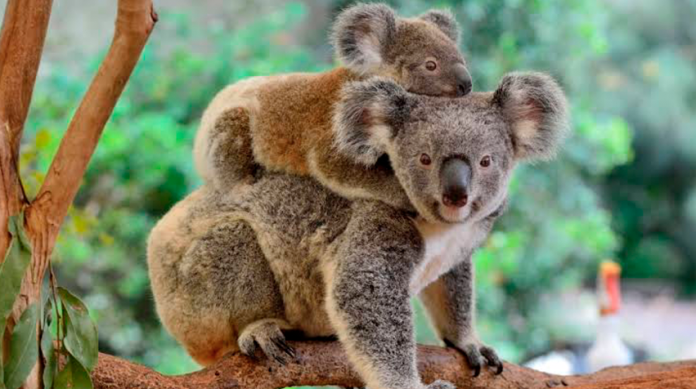 Han muerto más de dos mil koalas por incendios en Australia