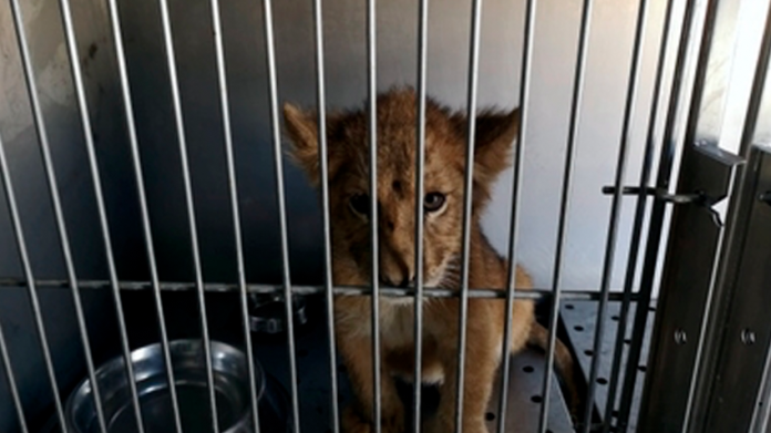 Rescatan cachorro de león africano, abandonado dentro de un vehículo en Santiago, N.L.