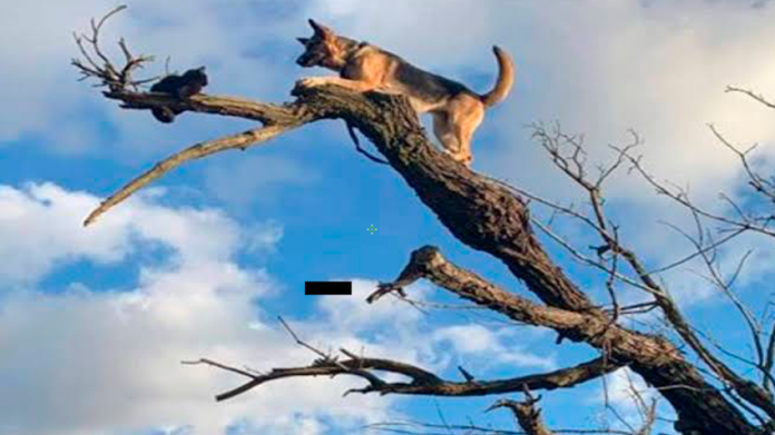 Perro corre tras gato y quedan atrapados en un árbol; bomberos los rescataron