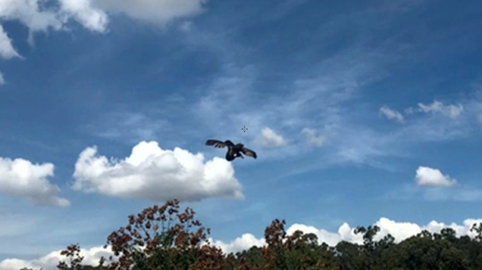 Reintegra Profepa 10 ejemplares de fauna silvestre en el Parque “Flor del Bosque”, Puebla