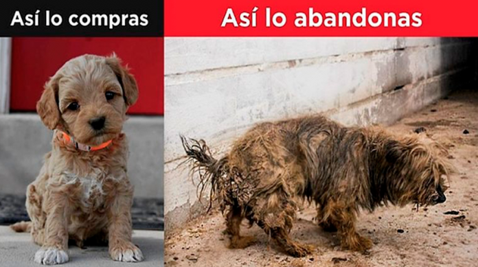 Lanzan campaña para evitar que regalen animales en Día de Reyes