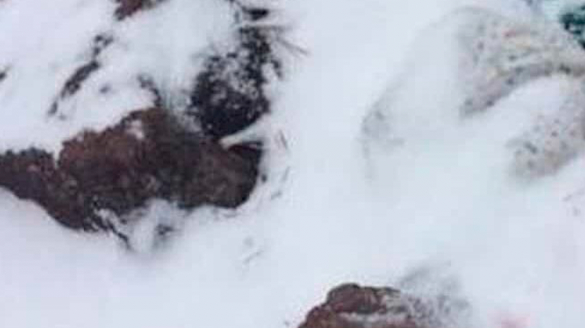 En México: Encuentran cuerpo de bebé recién nacido entre la nieve En México: Encuentran cuerpo de bebé recién nacido entre la nieve