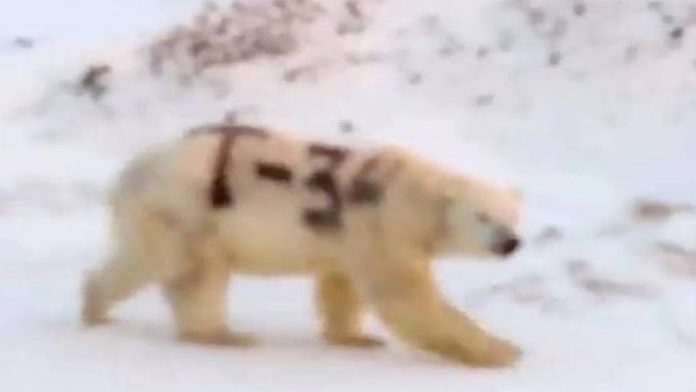 Indignación en redes por graffiti a oso polar