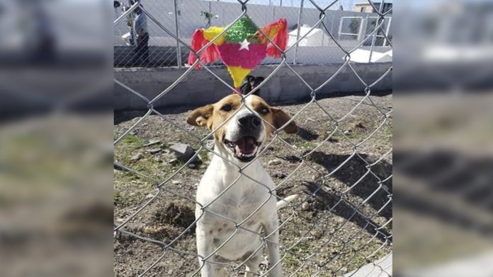 Perritos rescatados disfrutan de posada en cuatro patas