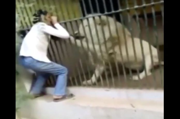 VIDEO: Cuidado de zoológico es atacado por un león